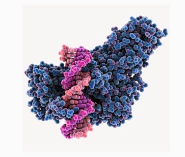 A protein-machine grabbing onto pink DNA