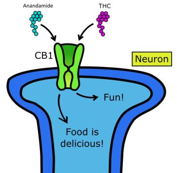 Anandamide-THC-neuron